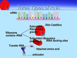 Three Types of RNA Sitio Catalítico tRNA docking sites Attached amino acid Transfer RNA Subunidad ribosomica  pequeña Ribosome contains rRNA mRNA Subunidad Ribosomica grande mRNA Met anticodon 1 2 C A G A U G G A G U U A U G G A G U 
