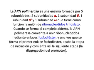 La ARN polimerasa es una enzima formada por 5
subunidades: 2 subunidades α, 1 subunidad β, 1
subunidad β' y 1 subunidad ω que tiene como
función la unión de ribonucleótidos trifosfato.
Cuando se forma el complejo abierto, la ARN
polimerasa comienza a unir ribonucleótidos
mediante enlaces fosfodiéster, y una vez que se
forma el primer enlace fosfodiéster, acaba la etapa
de iniciación y comienza así la siguiente etapa (la
disgregación del promotor).
 