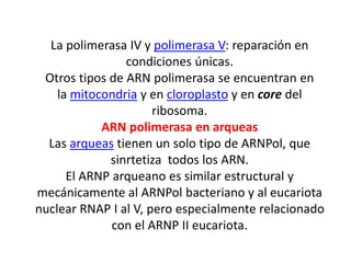 La polimerasa IV y polimerasa V: reparación en
condiciones únicas.
Otros tipos de ARN polimerasa se encuentran en
la mitocondria y en cloroplasto y en core del
ribosoma.
ARN polimerasa en arqueas
Las arqueas tienen un solo tipo de ARNPol, que
sinrtetiza todos los ARN.
El ARNP arqueano es similar estructural y
mecánicamente al ARNPol bacteriano y al eucariota
nuclear RNAP I al V, pero especialmente relacionado
con el ARNP II eucariota.
 