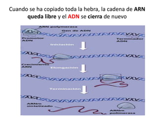 Cuando se ha copiado toda la hebra, la cadena de ARN
queda libre y el ADN se cierra de nuevo
 