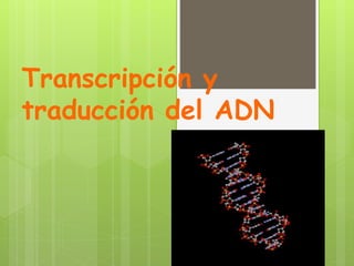 Transcripción y
traducción del ADN
 