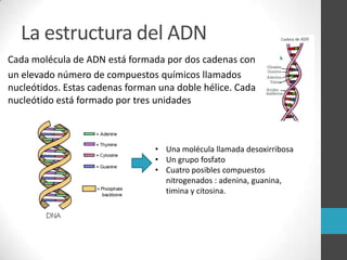 La estructura del ADN
Cada molécula de ADN está formada por dos cadenas con
un elevado número de compuestos químicos llamados
nucleótidos. Estas cadenas forman una doble hélice. Cada
nucleótido está formado por tres unidades

• Una molécula llamada desoxirribosa
• Un grupo fosfato
• Cuatro posibles compuestos
nitrogenados : adenina, guanina,
timina y citosina.

 