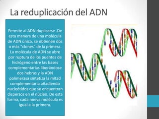 La reduplicación del ADN
• molécula de ADN inicial
Permite al ADN duplicarse .De
esta manera de una molécula
de ADN única, se obtienen dos
o más "clones" de la primera.
La molécula de ADN se abre
por ruptura de los puentes de
hidrógeno entre las bases
complementarias liberándose
dos hebras y la ADN
polimerasa sintetiza la mitad
complementaria añadiendo
nucleótidos que se encuentran
dispersos en el núcleo. De esta
forma, cada nueva molécula es
igual a la primera.

 