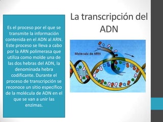 Es el proceso por el que se
transmite la información
contenida en el ADN al ARN.
Este proceso se lleva a cabo
por la ARN polimerasa que
utiliza como molde una de
las dos hebras del ADN, la
denominada hebra
codificante. Durante el
proceso de transcripción se
reconoce un sitio específico
de la molécula de ADN en el
que se van a unir las
enzimas.

La transcripción del
ADN

 