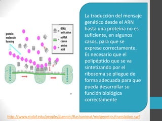 La traducción del mensaje
                                            genético desde el ARN
                                            hasta una proteína no es
                                            suficiente, en algunos
                                            casos, para que se
                                            exprese correctamente.
                                            Es necesario que el
                                            polipéptido que se va
                                            sintetizando por el
                                            ribosoma se pliegue de
                                            forma adecuada para que
                                            pueda desarrollar su
                                            función biológica
                                            correctamente


http://www.stolaf.edu/people/giannini/flashanimat/molgenetics/translation.swf
 