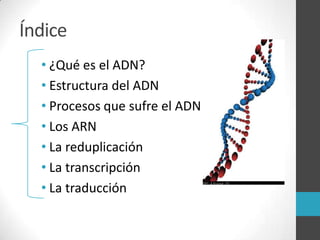 Índice
  • ¿Qué es el ADN?
  • Estructura del ADN
  • Procesos que sufre el ADN
  • Los ARN
  • La reduplicación
  • La transcripción
  • La traducción
 