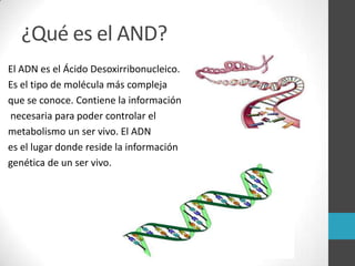 ¿Qué es el AND?
El ADN es el Ácido Desoxirribonucleico.
Es el tipo de molécula más compleja
que se conoce. Contiene la información
necesaria para poder controlar el
metabolismo un ser vivo. El ADN
es el lugar donde reside la información
genética de un ser vivo.
 