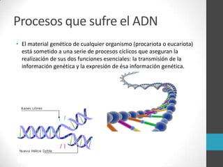 Procesos que sufre el ADN
• El material genético de cualquier organismo (procariota o eucariota)
  está sometido a una serie de procesos cíclicos que aseguran la
  realización de sus dos funciones esenciales: la transmisión de la
  información genética y la expresión de ésa información genética.
 
