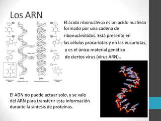 Los ARN
                          El ácido ribonucleico es un ácido nucleico
                          formado por una cadena de
                          ribonucleótidos. Está presente en
                          las células procariotas y en las eucariotas,
                           y es el único material genético
                           de ciertos virus (virus ARN)..




El ADN no puede actuar solo, y se vale
del ARN para transferir esta información
durante la síntesis de proteínas.
 
