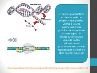 En células procarióticas
                                                     existe una serie de
                                                   proteínas que pueden
                                                       un irse a la ARN
                                                      polimerasa. Estas
                                                 proteínas se denominan
                                                     factores sigma. En
                                                   células eucarióticas la
                                                      unión de la ARN
                                                       polimerasa a un
                                                 promotor o a otro viene
                                                 regulada por la unión de
                                                  otras muchas proteínas




http://www.stolaf.edu/people/giannini/flashanimat/molgenetics/transcription.swf
 