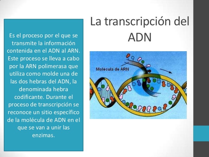 Transcripción y traducción del adn