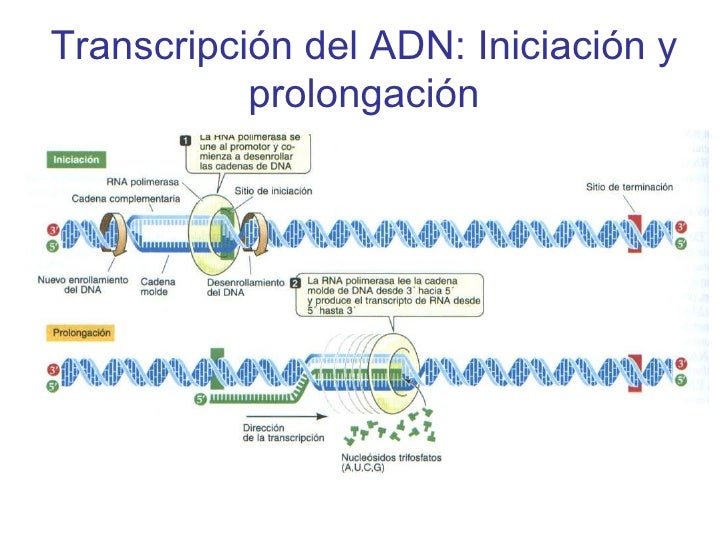 cadena molde de adn transcripcion transcripcion cadena molde de adn transcripcion transcripcion