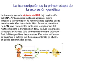 La transcripción es la primer etapa de
                    la expresión genética
La transcripción es la síntesis de RNA bajo la dirección
del DNA. Ambos ácidos nucleicos utilizan el mismo
lenguaje y la información no hace más que copiarse desde
la cadena de ADN hacía la de ARN. Entonces la cadena
de ADN sirve como molde tanto para la replicación del
ADN como para la transcripción del ARN. Esa información
transcripta es valiosa para obtener finalmente el producto
final del flujo genético: las proteínas. Esa información que
se transfiere a lo largo del flujo está contenida en el ADN
en zonas denominadas genes.
 