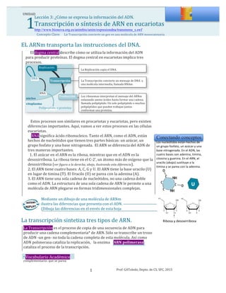  	
  1
	
  	
  DNA
UNIDAD
Lección	
  3:	
  ¿Cómo	
  se	
  expresa	
  la	
  información	
  del	
  ADN.	
  	
  	
  	
  	
  	
  
Transcripción	
  o	
  síntesis	
  de	
  ARN	
  en	
  eucariotas	
  
http://www.bionova.org.es/animbio/anim/expresiondna/transmenu_s.swf
Concepto	
  Clave	
   	
  La	
  Transcripción	
  convierte	
  un	
  gen	
  en	
  una	
  molécula	
  de	
  ARN	
  monocatenaria.
EL	
  ARNm	
  transporta	
  las	
  instrucciones	
  del	
  DNA.	
  
	
  	
  	
  	
  	
  El	
  dogma	
  central	
  describe	
  cómo	
  se	
  utiliza	
  la	
  información	
  del	
  ADN	
  
para	
  producir	
  proteínas.	
  El	
  dogma	
  central	
  en	
  eucariotas	
  implica	
  tres	
  
procesos.
Replicación
Transcripción
	
  RNA
La	
  Replicación	
  copia	
  el	
  DNA.
La	
  Transcripción	
  convierte	
  un	
  mensaje	
  de	
  DNA	
  	
  a	
  
una	
  molécula	
  intermedia,	
  llamada	
  RNAm.
Los	
  ribosomas	
  interpretan	
  el	
  mensaje	
  del	
  ARNm	
  
enlazando	
  amino	
  ácidos	
  hasta	
  formar	
  una	
  cadena,	
  
llamada	
  polipéptido.	
  Un	
  solo	
  polipéptido	
  o	
  muchos	
  
polipéptidos	
  que	
  pueden	
  trabajan	
  juntos	
  
conforman	
  una	
  proteína.
núcleo
Traducción
Polipéptido	
  o	
  proteína
citoplasma
Conectando conceptos
Los	
  nucleótidos	
  están	
  hechos	
  de	
  
un	
  grupo	
  fosfato,	
  un	
  azúcar	
  y	
  una	
  
base	
  nitrogenada.	
  En	
  el	
  ADN,	
  las	
  
cuatro	
  bases	
  son	
  adenina,	
  timina,	
  
citosina	
  y	
  guanina.	
  En	
  el	
  ARN,	
  el	
  
uracilo	
  (abajo)	
  sustituye	
  a	
  la	
  
timina	
  y	
  se	
  parea	
  con	
  la	
  adenina.	
  
	
  
	
  
Ribosa	
  y	
  desoxirribosa	
  
	
  
	
  	
  	
  Estos	
  procesos	
  son	
  similares	
  en	
  procariotas	
  y	
  eucariotas,	
  pero	
  existen	
  
diferencias	
  importantes.	
  Aquí,	
  vamos	
  a	
  ver	
  estos	
  procesos	
  en	
  las	
  células	
  
eucariotas.	
  
	
  	
  	
  	
  RNA	
  significa	
  ácido	
  ribonucleico.	
  Tanto	
  el	
  ARN,	
  como	
  el	
  ADN,	
  están	
  
hechos	
  de	
  nucleótidos	
  que	
  tienen	
  tres	
  partes	
  básicas:	
  un	
  azúcar,	
  un	
  
grupo	
  fosfato	
  y	
  una	
  base	
  nitrogenada.	
  	
  El	
  ARN	
  se	
  diferencia	
  del	
  ADN	
  de	
  
tres	
  maneras	
  importantes.	
  
	
  	
  1.	
  El	
  azúcar	
  en	
  el	
  ARN	
  es	
  la	
  ribosa,	
  mientras	
  que	
  en	
  el	
  ADN	
  es	
  la	
  
desoxirribosa.	
  La	
  ribosa	
  tiene	
  en	
  el	
  C-­‐2’,	
  un	
  átomo	
  más	
  de	
  oxígeno	
  que	
  la	
  
desoxirribosa	
  (ver	
  figura	
  a	
  la	
  derecha,	
  abajo,	
  ilustrando	
  esta	
  diferencia).	
  
2.	
  El	
  ARN	
  tiene	
  cuatro	
  bases:	
  A,	
  C,	
  G	
  y	
  U.	
  El	
  ARN	
  tiene	
  la	
  base	
  uracilo	
  (U)	
  
en	
  lugar	
  de	
  timina	
  (T).	
  El	
  Uracilo	
  (U)	
  se	
  parea	
  con	
  la	
  adenina	
  (A).	
  
3.	
  El	
  ARN	
  tiene	
  una	
  sola	
  cadena	
  de	
  nucleótidos,	
  no	
  una	
  cadena	
  doble	
  
como	
  el	
  ADN.	
  La	
  estructura	
  de	
  una	
  sola	
  cadena	
  de	
  ARN	
  le	
  permite	
  a	
  una	
  
molécula	
  de	
  ARN	
  plegarse	
  en	
  formas	
  tridimensionales	
  complejas.
Mediante	
  un	
  dibujo	
  de	
  una	
  molécula	
  de	
  ARNm	
  
ilustra	
  las	
  diferencias	
  que	
  presenta	
  con	
  el	
  ADN.	
  
(Dibuja	
  las	
  diferencias	
  en	
  el	
  envés	
  de	
  esta	
  hoja
La	
  transcripción	
  sintetiza	
  tres	
  tipos	
  de	
  ARN.
La	
  Transcripción	
  es	
  el	
  proceso	
  de	
  copia	
  de	
  una	
  secuencia	
  de	
  ADN	
  para	
  
producir	
  una	
  cadena	
  complementaria*	
  de	
  ARN.	
  Sólo	
  se	
  transcribe	
  un	
  trozo	
  
de	
  ADN	
  -­‐un	
  gen-­‐	
  no	
  toda	
  la	
  cadena	
  completa	
  de	
  esta	
  molécula.	
  Así	
  como	
  
ADN	
  polimerasa	
  cataliza	
  la	
  replicación,	
  	
  	
  la	
  enzima	
  	
  	
  	
  ARN	
  polimerasa	
  
cataliza	
  el	
  proceso	
  de	
  la	
  transcripción.
*	
  Vocabulario	
  Académico
complementario:	
  que	
  se	
  parea
Prof.	
  GAToledo,	
  Depto.	
  de	
  CS,	
  SFC,	
  2015	
  1
 