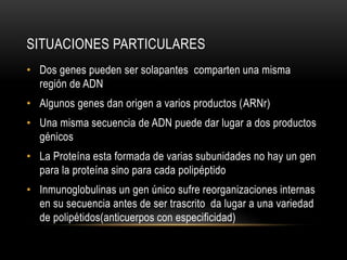 SITUACIONES PARTICULARES
• Dos genes pueden ser solapantes comparten una misma
región de ADN
• Algunos genes dan origen a varios productos (ARNr)
• Una misma secuencia de ADN puede dar lugar a dos productos
génicos
• La Proteína esta formada de varias subunidades no hay un gen
para la proteína sino para cada polipéptido
• Inmunoglobulinas un gen único sufre reorganizaciones internas
en su secuencia antes de ser trascrito da lugar a una variedad
de polipétidos(anticuerpos con especificidad)
 