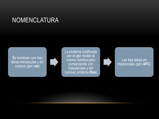 NOMENCLATURA
Se nombran con tres
letras minúsculas y en
cursiva (gen ras)
La proteína codificada
por el gen recibe el
mismo nombre pero
comenzando con
mayúsculas y sin
cursiva( proteína Ras)
Las tres letras en
mayúsculas (gen APC)
 