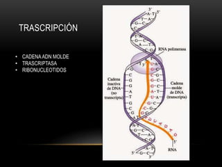 TRASCRIPCIÓN
• CADENAADN MOLDE
• TRASCRIPTASA
• RIBONUCLEOTIDOS
 