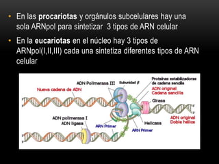 • En las procariotas y orgánulos subcelulares hay una
sola ARNpol para sintetizar 3 tipos de ARN celular
• En la eucariotas en el núcleo hay 3 tipos de
ARNpol(I,II,III) cada una sintetiza diferentes tipos de ARN
celular
 