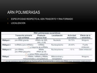 ARN POLIMERASAS
• ESPECIFICIDAD RESPECTO AL GEN TRASCRITO Y RNA FORMADO
• LOCALIZACION
 