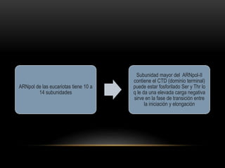 ARNpol de las eucariotas tiene 10 a
14 subunidades
Subunidad mayor del ARNpol-II
contiene el CTD (dominio terminal)
puede estar fosforilado Ser y Thr lo
q le da una elevada carga negativa
sirve en la fase de transición entre
la iniciación y elongación
 