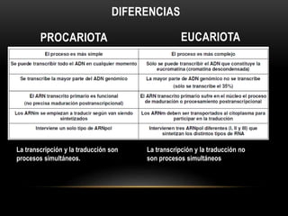 La transcripción y la traducción no
son procesos simultáneos
La transcripción y la traducción son
procesos simultáneos.
EUCARIOTAPROCARIOTA
DIFERENCIAS
 