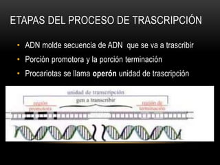 ETAPAS DEL PROCESO DE TRASCRIPCIÓN
• ADN molde secuencia de ADN que se va a trascribir
• Porción promotora y la porción terminación
• Procariotas se llama operón unidad de trascripción
 