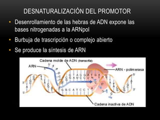 DESNATURALIZACIÓN DEL PROMOTOR
• Desenrollamiento de las hebras de ADN expone las
bases nitrogenadas a la ARNpol
• Burbuja de trascripción o complejo abierto
• Se produce la síntesis de ARN
 