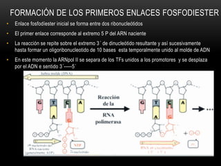 FORMACIÓN DE LOS PRIMEROS ENLACES FOSFODIESTER
• Enlace fosfodíester inicial se forma entre dos ribonucleótidos
• El primer enlace corresponde al extremo 5 P del ARN naciente
• La reacción se repite sobre el extremo 3´ de dinucleótido resultante y así sucesivamente
hasta formar un oligoribonucleotido de 10 bases esta temporalmente unido al molde de ADN
• En este momento la ARNpol II se separa de los TFs unidos a los promotores y se desplaza
por el ADN e sentido 3´-----5´
 