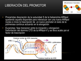 LIBERACIÓN DEL PROMOTOR
• Procariotas disociación de la subunidad δ de la haloenzima ARNpol
quedando aquella disponible para interactuar con una nueva ARNpol
núcleo e inicia la trascripción de un nuevo promotor el resto de la
polimerasa continua actuando en la elongación
• Eucariotas: fase transicion entre la iniciación y elongacion
fosforilación del dominio CTD de la ARNpol-II y se lleva acabo por el
factor de trascripción
 