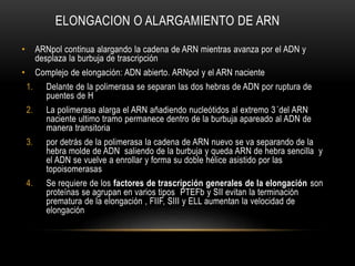 ELONGACION O ALARGAMIENTO DE ARN
• ARNpol continua alargando la cadena de ARN mientras avanza por el ADN y
desplaza la burbuja de trascripción
• Complejo de elongación: ADN abierto. ARNpol y el ARN naciente
1. Delante de la polimerasa se separan las dos hebras de ADN por ruptura de
puentes de H
2. La polimerasa alarga el ARN añadiendo nucleótidos al extremo 3´del ARN
naciente ultimo tramo permanece dentro de la burbuja apareado al ADN de
manera transitoria
3. por detrás de la polimerasa la cadena de ARN nuevo se va separando de la
hebra molde de ADN saliendo de la burbuja y queda ARN de hebra sencilla y
el ADN se vuelve a enrollar y forma su doble hélice asistido por las
topoisomerasas
4. Se requiere de los factores de trascripción generales de la elongación son
proteínas se agrupan en varios tipos PTEFb y SII evitan la terminación
prematura de la elongación , FIIF, SIII y ELL aumentan la velocidad de
elongación
 