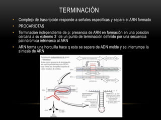 TERMINACIÓN
• Complejo de trascripción responde a señales especificas y separa el ARN formado
• PROCARIOTAS
• Terminación independiente de p: presencia de ARN en formación en una posición
cercana a su extremo 3´ de un punto de terminación definido por una secuencia
palíndromica intrínseca al ARN
• ARN forma una horquilla hace q esta se separe de ADN molde y se interrumpe la
síntesis de ARN
 