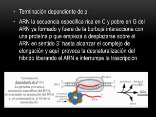 • Terminación dependiente de p
• ARN la secuencia especifica rica en C y pobre en G del
ARN ya formado y fuera de la burbuja interacciona con
una proteína p que empieza a desplazarse sobre el
ARN en sentido 3´ hasta alcanzar el complejo de
elongación y aquí provoca la desnaturalización del
hibrido liberando el ARN e interrumpe la trascripción
 