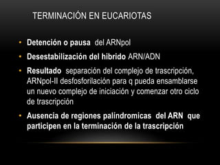 TERMINACIÓN EN EUCARIOTAS
• Detención o pausa del ARNpol
• Desestabilización del hibrido ARN/ADN
• Resultado separación del complejo de trascripción,
ARNpol-II desfosforilación para q pueda ensamblarse
un nuevo complejo de iniciación y comenzar otro ciclo
de trascripción
• Ausencia de regiones palíndromicas del ARN que
participen en la terminación de la trascripción
 