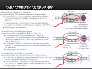 CARACTERÍSTICAS DE ARNPOL
 