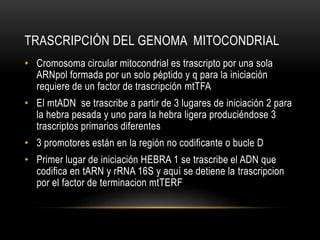 TRASCRIPCIÓN DEL GENOMA MITOCONDRIAL
• Cromosoma circular mitocondrial es trascripto por una sola
ARNpol formada por un solo péptido y q para la iniciación
requiere de un factor de trascripción mtTFA
• El mtADN se trascribe a partir de 3 lugares de iniciación 2 para
la hebra pesada y uno para la hebra ligera produciéndose 3
trascriptos primarios diferentes
• 3 promotores están en la región no codificante o bucle D
• Primer lugar de iniciación HEBRA 1 se trascribe el ADN que
codifica en tARN y rRNA 16S y aquí se detiene la trascripcion
por el factor de terminacion mtTERF
 