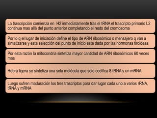 La trascripción comienza en H2 inmediatamente tras el tRNA el trascripto primario L2
continua mas allá del punto anterior completando el resto del cromosoma
Por lo q el lugar de iniciación define el tipo de ARN ribosómico o mensajero q van a
sintetizarse y esta selección del punto de inicio esta dada por las hormonas tiroideas
Por esta razón la mitocondria sintetiza mayor cantidad de ARN ribosómicos 60 veces
mas
Hebra ligera se sintetiza una sola molécula que solo codifica 8 tRNA y un mRNA
Luego sufren maduración los tres trascriptos para dar lugar cada uno a varios rRNA,
tRNA y mRNA
 