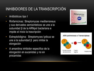INHIBIDORES DE LA TRANSCRIPCIÓN
• Antibióticos tipo I
• Rinfamicinas: Streptomyces mediterraneus
y sus derivados semisinteticos se une a la
subunidad β de la ARNpol bacteriana e
impide el inicio la trascripción
• Estreptolidigina: Streptomyces lydicus se
une a la subunidad β pero inhibe la
elongación
• Α amanitina inhibidor especifico de la
elongación en eucariotas y no en
procariotas
 