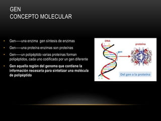 GEN
CONCEPTO MOLECULAR
• Gen-----una enzima gen síntesis de enzimas
• Gen-----una proteína enzimas son proteínas
• Gen-----un polipéptido varias proteínas forman
polipéptidos, cada uno codificado por un gen diferente
• Gen aquella región del genoma que contiene la
información necesaria para sintetizar una molécula
de polipéptido
 