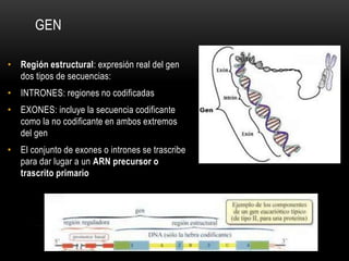 GEN
• Región estructural: expresión real del gen
dos tipos de secuencias:
• INTRONES: regiones no codificadas
• EXONES: incluye la secuencia codificante
como la no codificante en ambos extremos
del gen
• El conjunto de exones o intrones se trascribe
para dar lugar a un ARN precursor o
trascrito primario
 