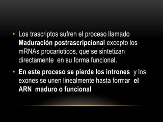 • Los trascriptos sufren el proceso llamado
Maduración postrascripcional excepto los
mRNAs procarioticos, que se sintetizan
directamente en su forma funcional.
• En este proceso se pierde los intrones y los
exones se unen linealmente hasta formar el
ARN maduro o funcional
 