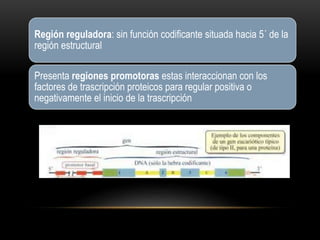 Región reguladora: sin función codificante situada hacia 5´ de la
región estructural
Presenta regiones promotoras estas interaccionan con los
factores de trascripción proteicos para regular positiva o
negativamente el inicio de la trascripción
 