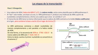 Paso 2 :Elongación.
• Una cadena de ADN ( hebra de ADN 3’ a 5’), la cadena molde, actúa como plantilla para la ARN polimerasa II .
• Al "leer" este molde, una base a la vez, la ARN polimerasa II produce una molécula de ARN a partir de
nucleótidos complementarios y forma una cadena que crece en sentido 5' a 3’.
• El transcrito de ARN tiene la misma información que la cadena de ADN contraria a la molde (hebra codificante)
en el gen, pero contiene la base uracilo (U) en lugar de timina (T)
La ARN polimerasa comienza a añadir nucleótidos de
manera complementaria y anti paralela a la hebra molde
de ADN.
De esta forma, si la secuencia de ADN es 3’TAC- CGG 5’ la
nueva cadena de ARN será 5’ AUG- GCC 3’.
Cómo te darás cuenta el primer nucleótido se convertirá en
el extremo 5 ‘
Las etapas de la transcripción
 