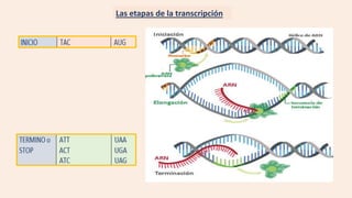 Las etapas de la transcripción
 