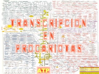 ATP TRANSCRIPCION EN  PROCARIOTAS 