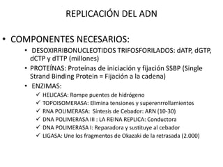 • COMPONENTES NECESARIOS:
• DESOXIRRIBONUCLEOTIDOS TRIFOSFORILADOS: dATP, dGTP,
dCTP y dTTP (millones)
• PROTEÍNAS: Proteínas de iniciación y fijación SSBP (Single
Strand Binding Protein = Fijación a la cadena)
• ENZIMAS:
 HELICASA: Rompe puentes de hidrógeno
 TOPOISOMERASA: Elimina tensiones y superenrrollamientos
 RNA POLIMERASA: Síntesis de Cebador: ARN (10-30)
 DNA POLIMERASA III : LA REINA REPLICA: Conductora
 DNA POLIMERASA I: Reparadora y sustituye al cebador
 LIGASA: Une los fragmentos de Okazaki de la retrasada (2.000)
REPLICACIÓN DEL ADN
 