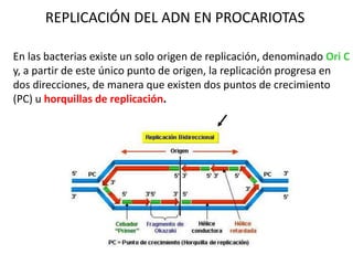 REPLICACIÓN DEL ADN EN PROCARIOTAS
En las bacterias existe un solo origen de replicación, denominado Ori C
y, a partir de este único punto de origen, la replicación progresa en
dos direcciones, de manera que existen dos puntos de crecimiento
(PC) u horquillas de replicación.
 