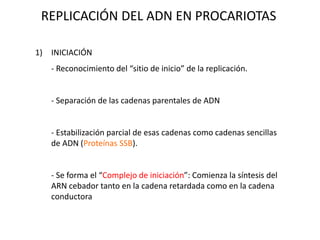 1) INICIACIÓN
- Reconocimiento del “sitio de inicio” de la replicación.
- Separación de las cadenas parentales de ADN
- Estabilización parcial de esas cadenas como cadenas sencillas
de ADN (Proteínas SSB).
- Se forma el “Complejo de iniciación”: Comienza la síntesis del
ARN cebador tanto en la cadena retardada como en la cadena
conductora
REPLICACIÓN DEL ADN EN PROCARIOTAS
 