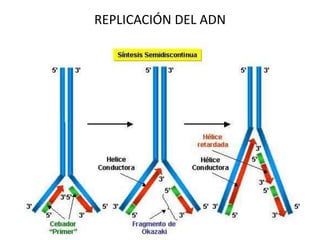 REPLICACIÓN DEL ADN
 