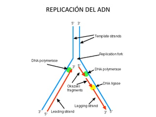 REPLICACIÓN DEL ADN
 
