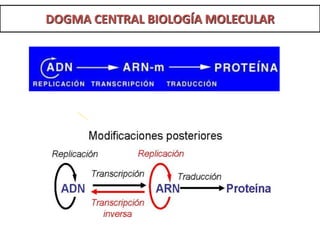DOGMA CENTRAL BIOLOGÍA MOLECULAR
 